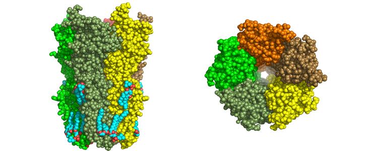 Maladie d’Alzheimer : le récepteur nicotinique comme nouvelle cible thérapeutique - Institut Pasteur