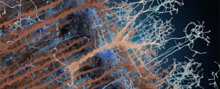 L’incessant dynamisme du cerveau adulte - Institut Pasteur L’incessant dynamisme du cerveau adulte - Institut Pasteur