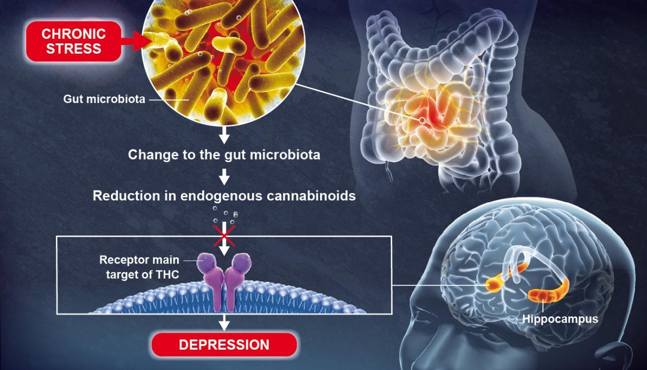 Gut microbiota plays a role in brain function and mood regulation