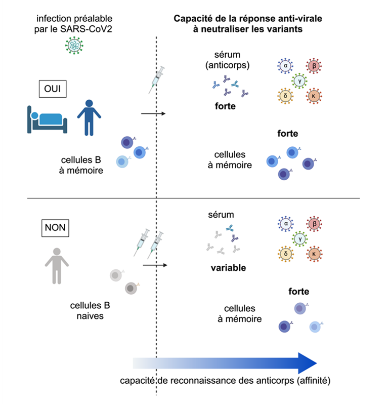 Schéma immunité