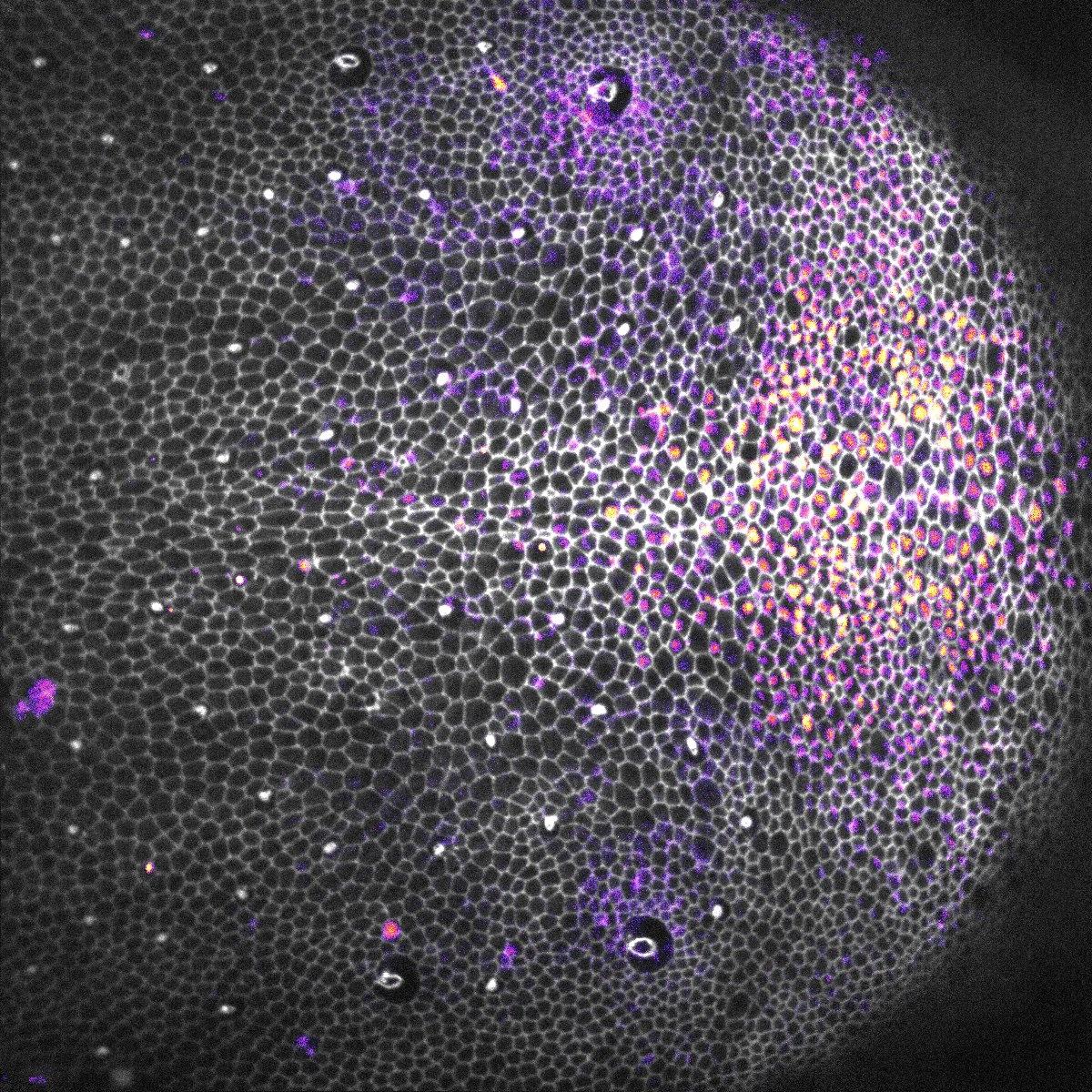 Epithélium montrant les contours cellulaires 