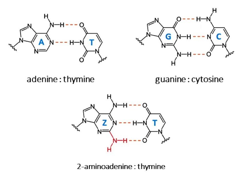 Génétique : la voie de biosynthèse d’une nouvelle base azotée de l’ADN élucidée