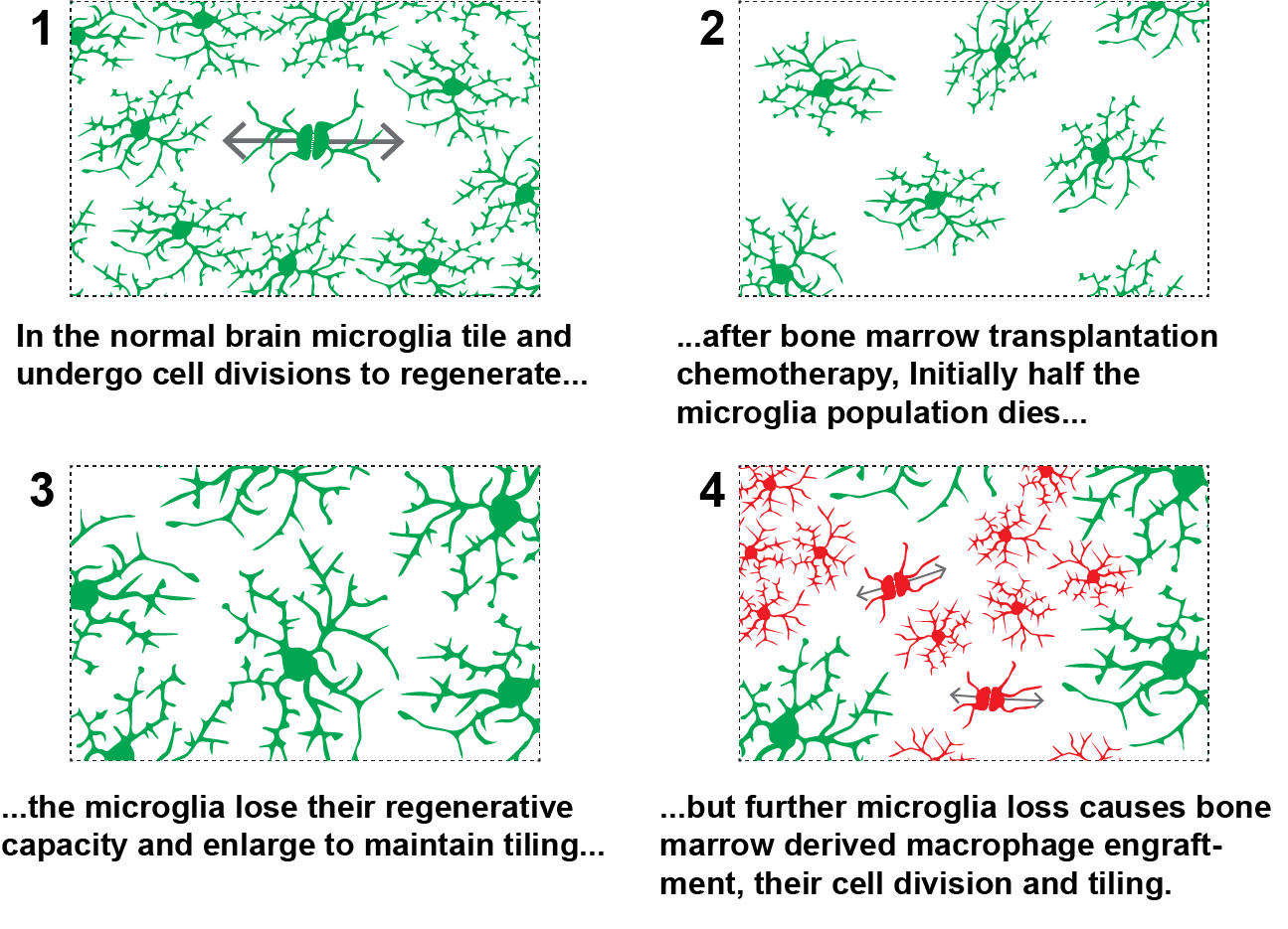 Transplantation chemotherapy eliminates regenerative capacity of brain’s innate immune cells