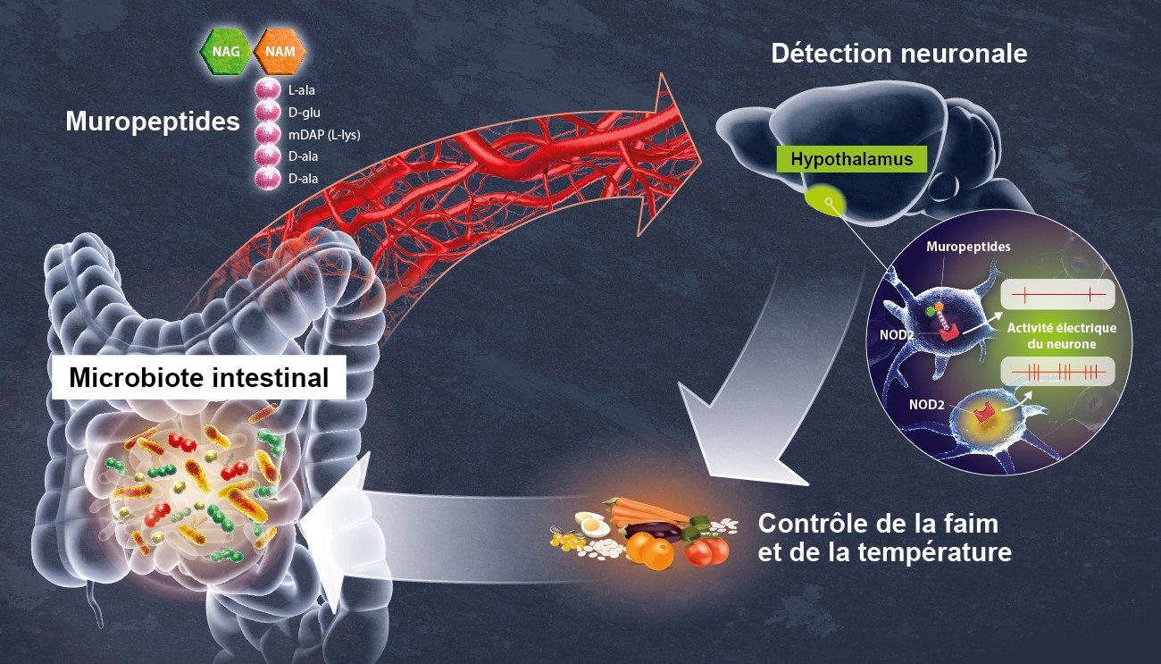 schema_Décryptage d’un dialogue direct entre le microbiote intestinal et le cerveau schema_Décryptage d’un dialogue direct entre le microbiote intestinal et le cerveau
