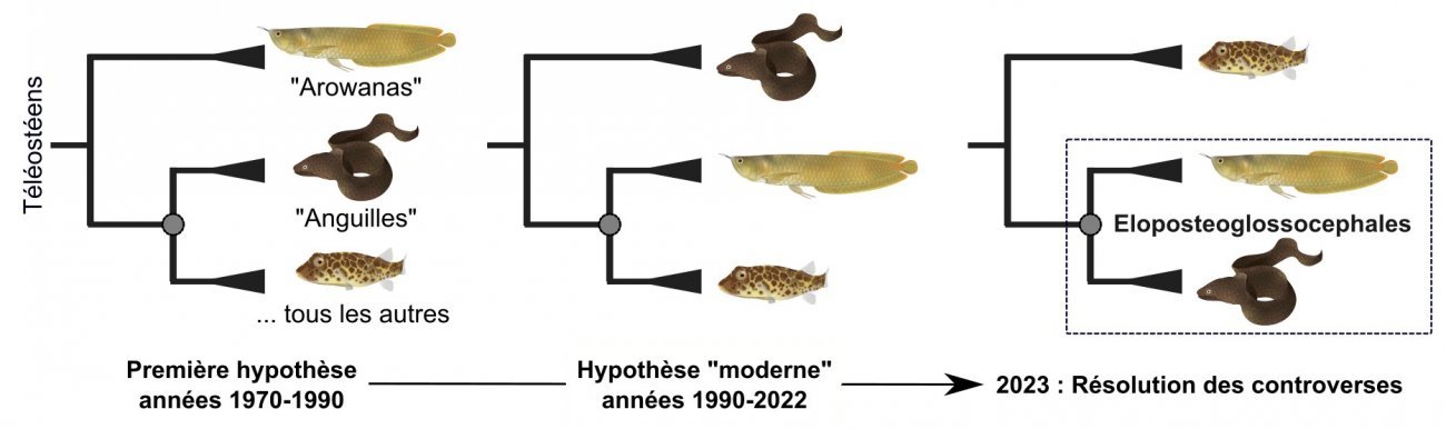 Quels sont les premiers ancêtres de nos poissons modernes ?