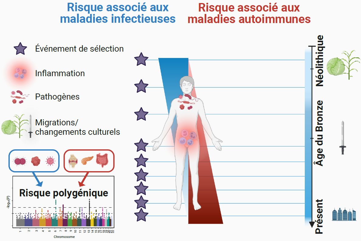 Quand la paléogénomique élucide 10 000 ans d’évolution du système immunitaire 