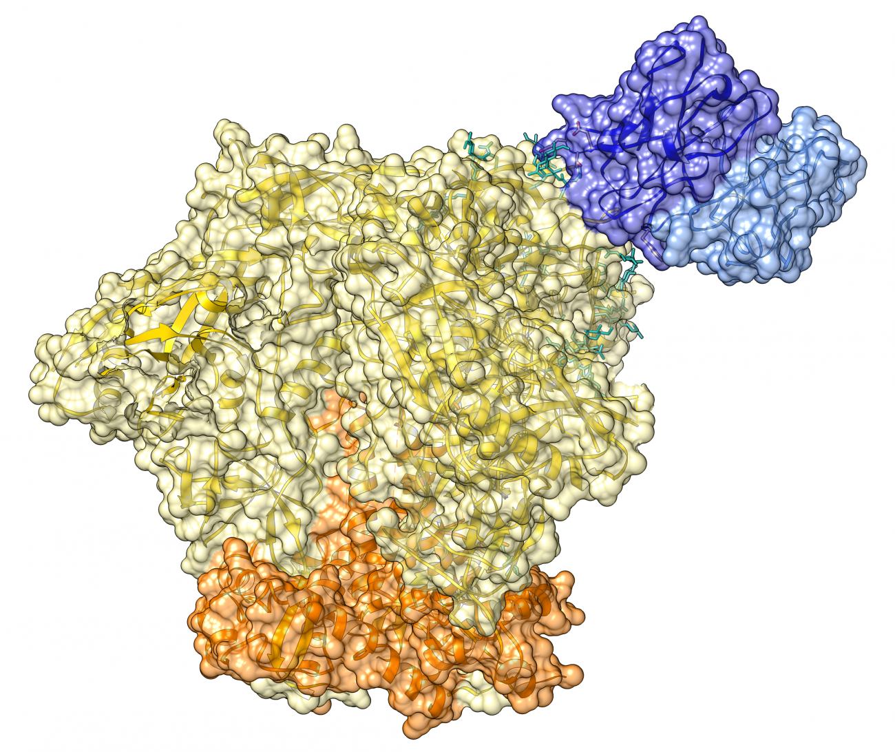 Rémission de l’infection par le VIH-1 : découverte d’anticorps neutralisants à large spectre impliqués dans le contrôle du virus Rémission de l’infection par le VIH-1 : découverte d’anticorps neutralisants à large spectre impliqués dans le contrôle du virus