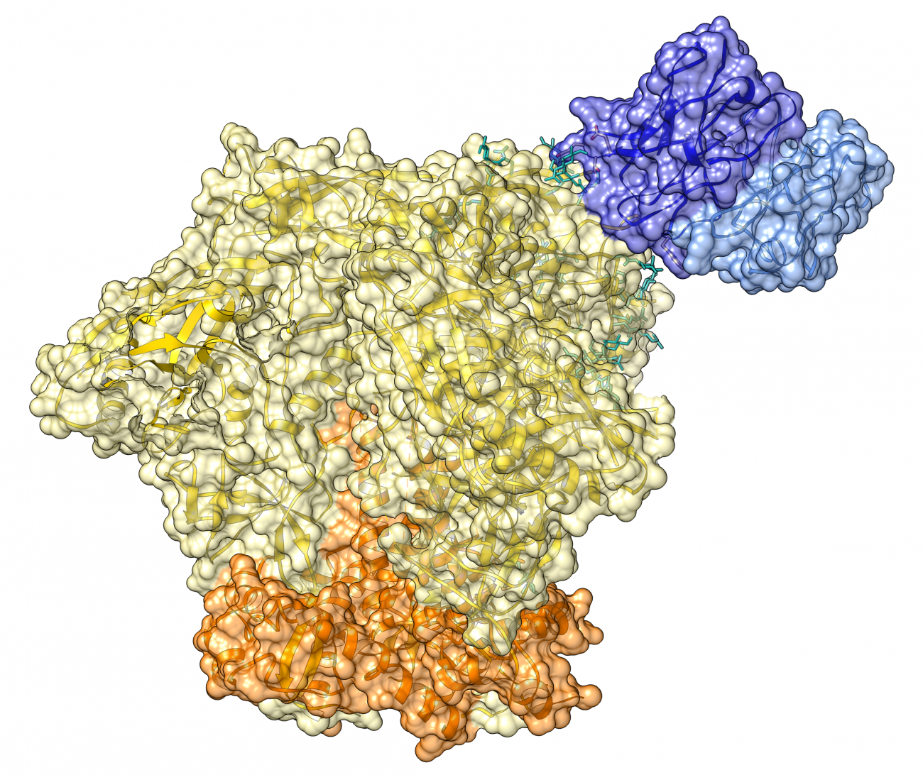 Rémission de l’infection par le VIH-1 : découverte d’anticorps neutralisants à large spectre impliqués dans le contrôle du virus