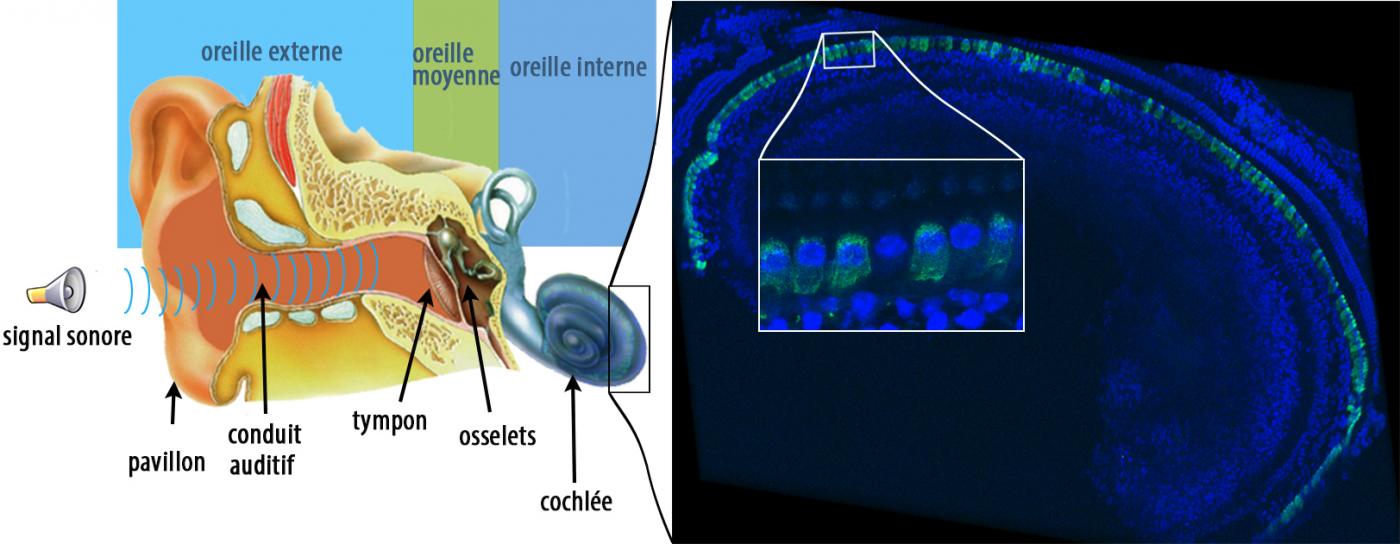 Oreille humaine