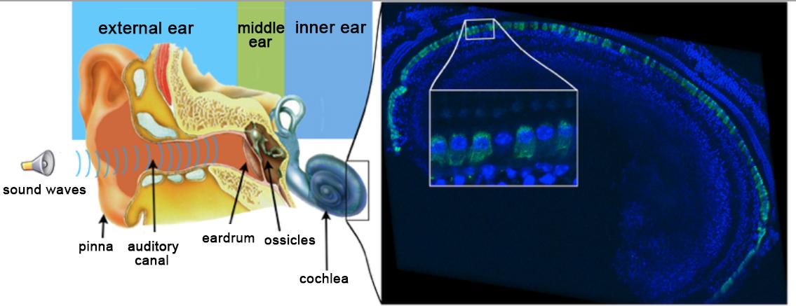Oreille humaine anglais Oreille humaine anglais