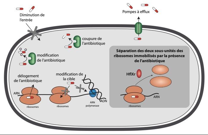 Schéma sur la listeria