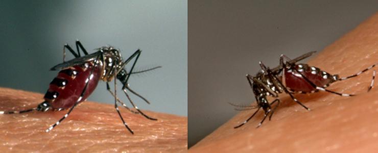 Zika : le moustique Aedes peu compétent pour la transmission du virus - Institut Pasteur