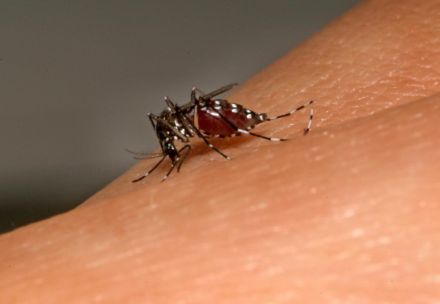 Aedes albopictus, moustique vecteur de la dengue, du Chikungunya et du Zika - Institut Pasteur