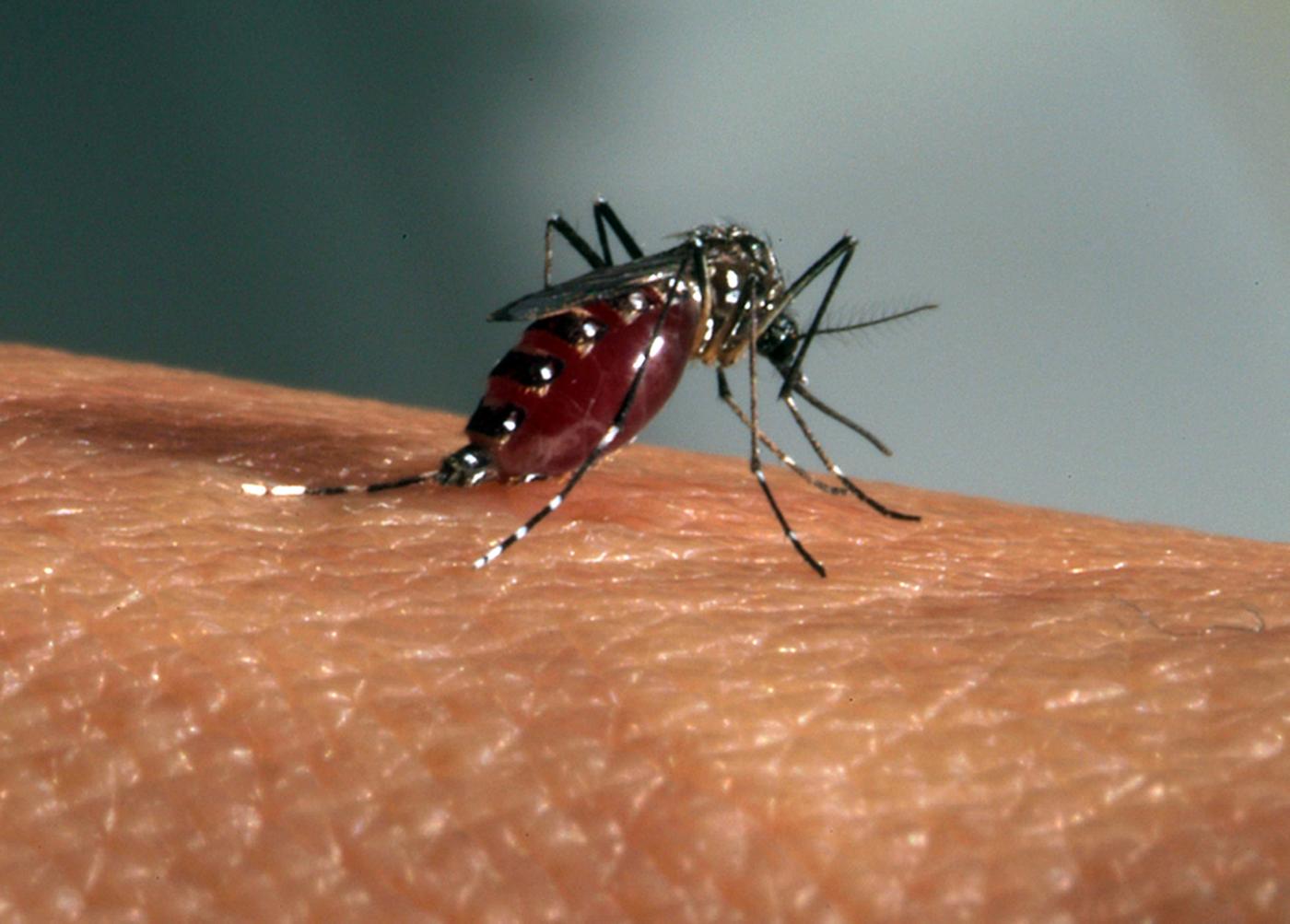 Aedes aegypti, moustique vecteur du zika - Institut Pasteur