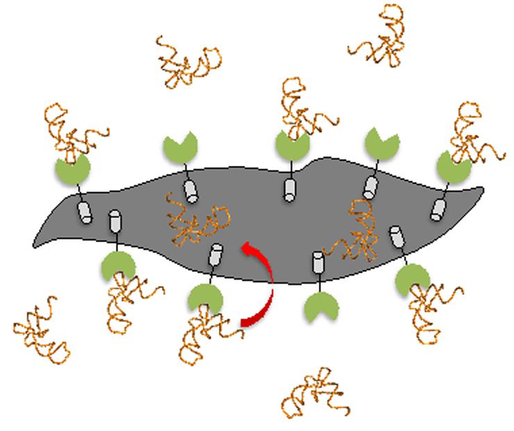 Schéma de la protéine tRip dans le plasmodium - Institut Pasteur