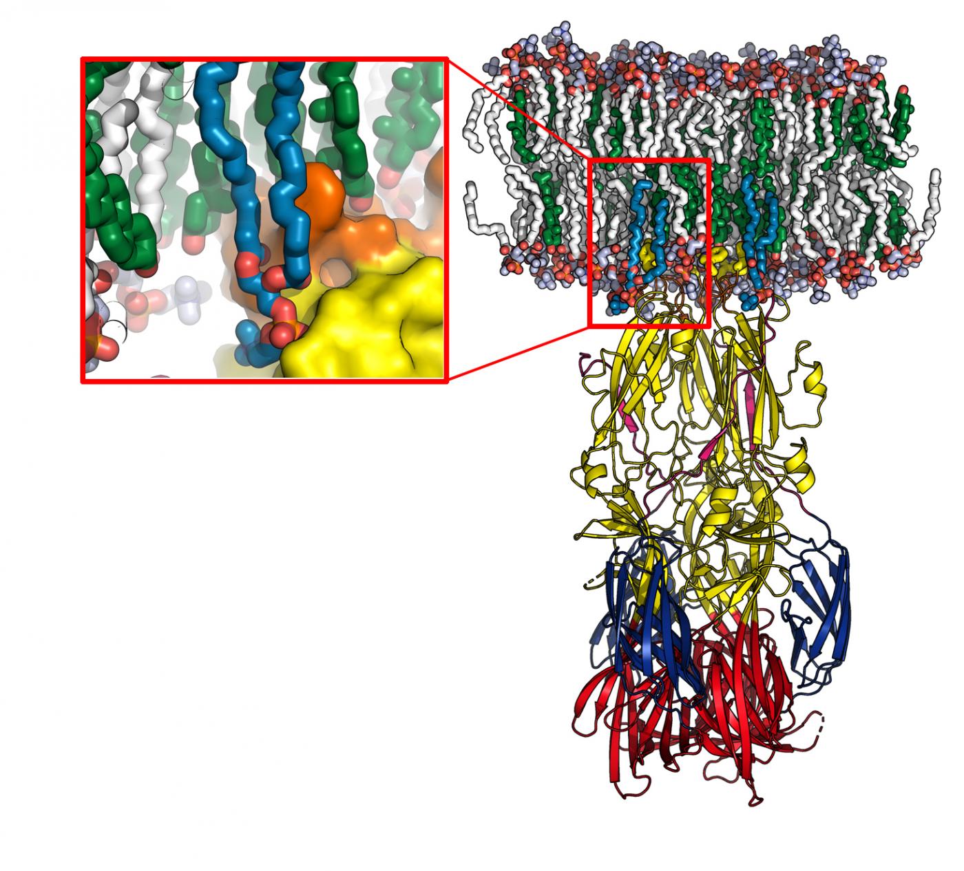 Virus de la fièvre de la Vallée du Rift : mise en évidence d’un mécanisme de l’infection - Institut Pasteur