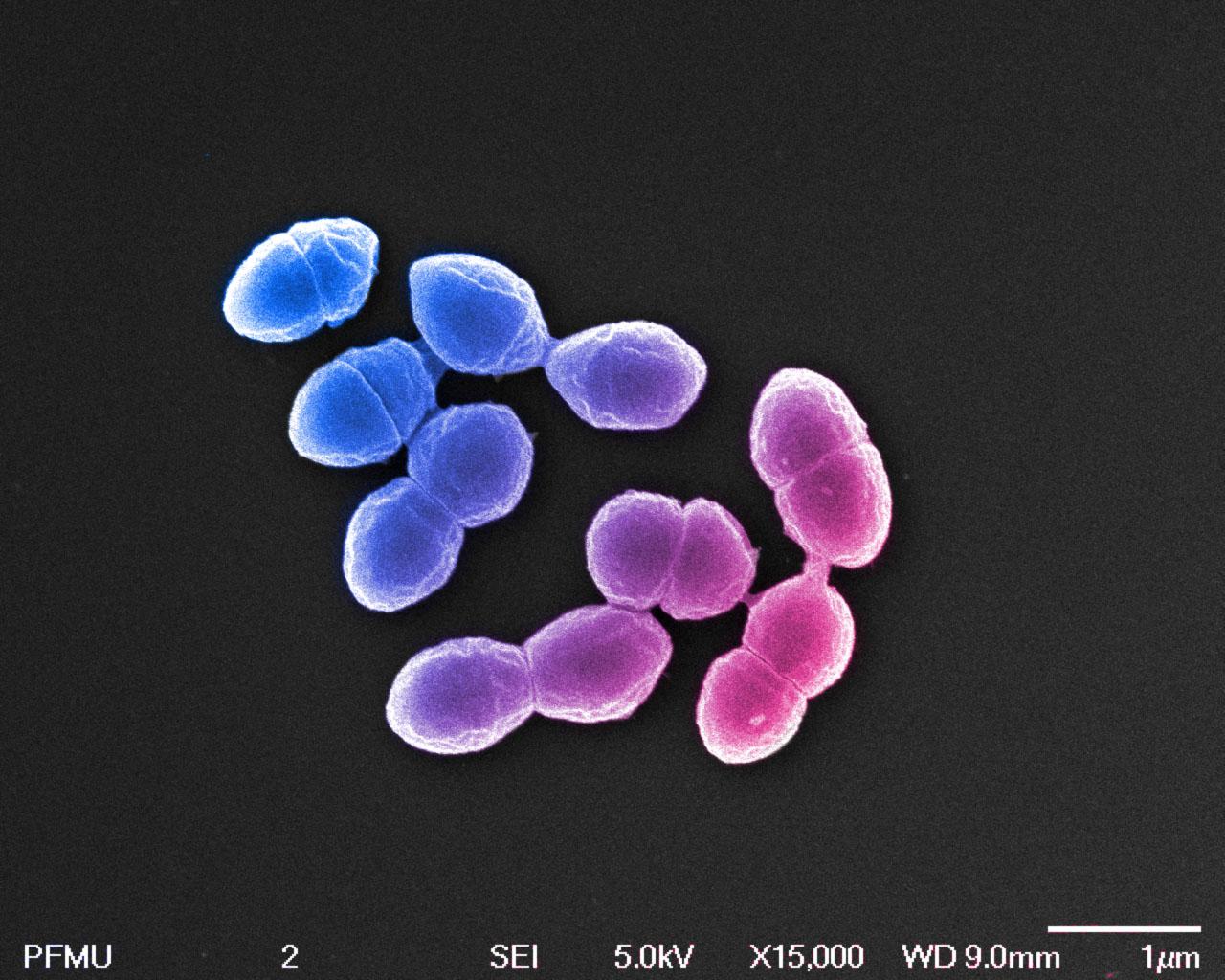 Enterococcus hirae - Institut Pasteur Enterococcus hirae - Institut Pasteur