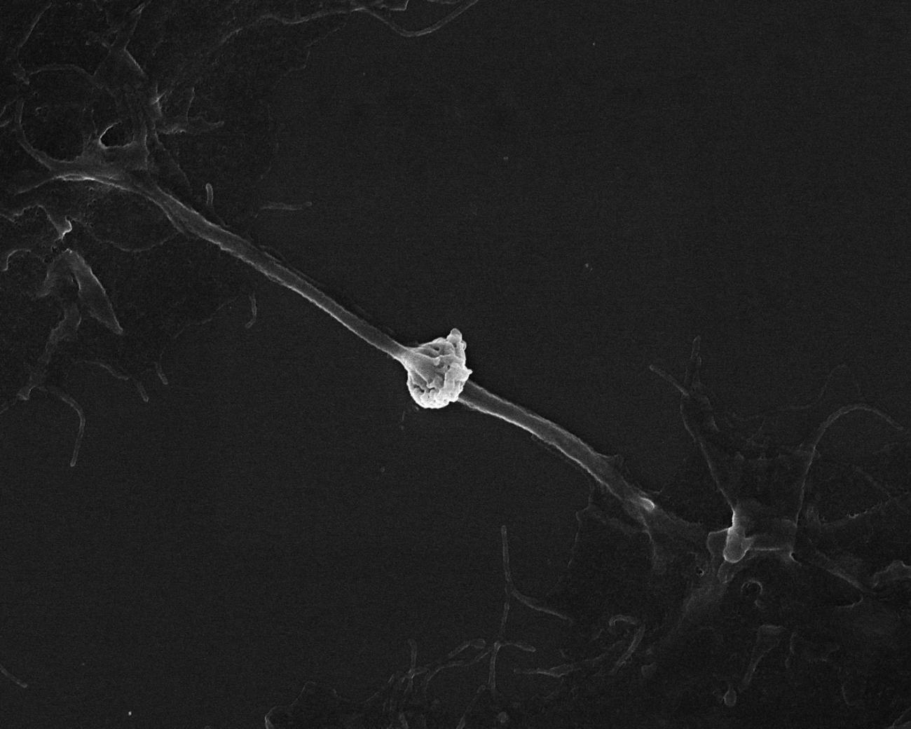 Cytocinèse - Institut Pasteur Cytocinèse - Institut Pasteur
