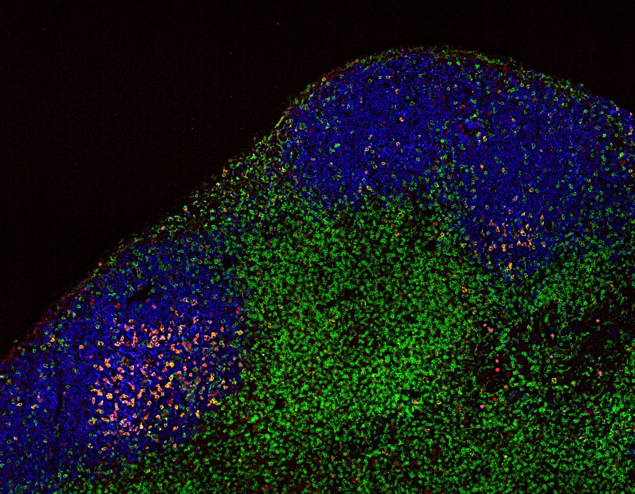 Anticorps anti-PD-1 - cellules T - ganglions lymphatiques - Institut Pasteur