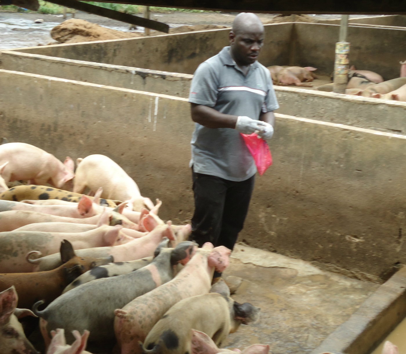 Des entérobactéries hypermutatrices isolées pour la première fois en Côte d’Ivoire Des entérobactéries hypermutatrices isolées pour la première fois en Côte d’Ivoire