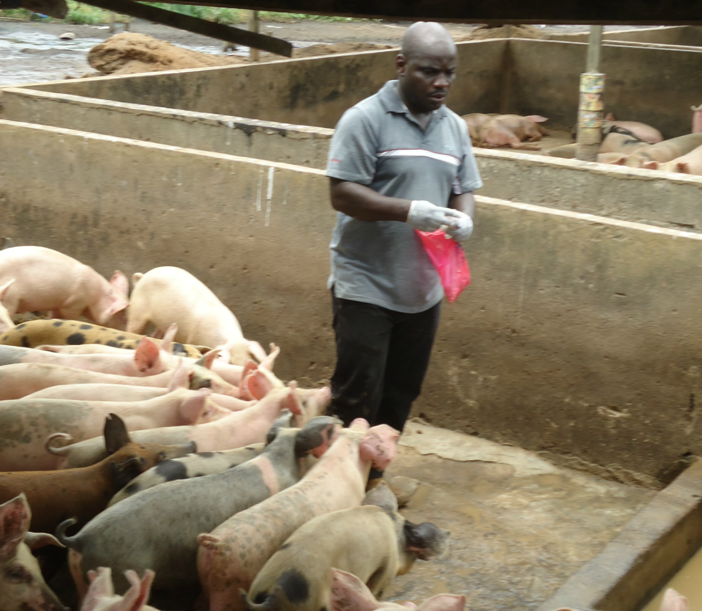 Des entérobactéries hypermutatrices isolées pour la première fois en Côte d’Ivoire