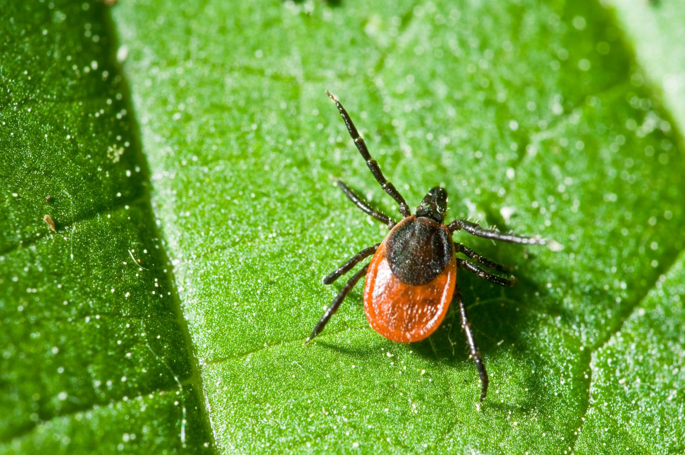 Ixodes ricinus - Institut Pasteur