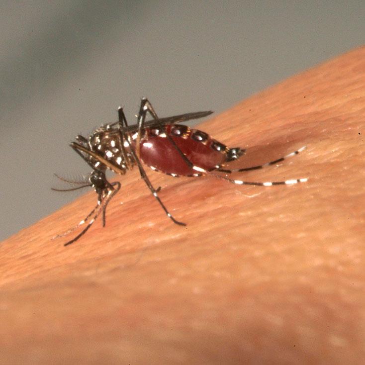 Moustique Aedes albopictus Moustique Aedes albopictus