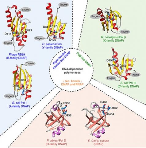 classification des ADN polymérases - Institut Pasteur