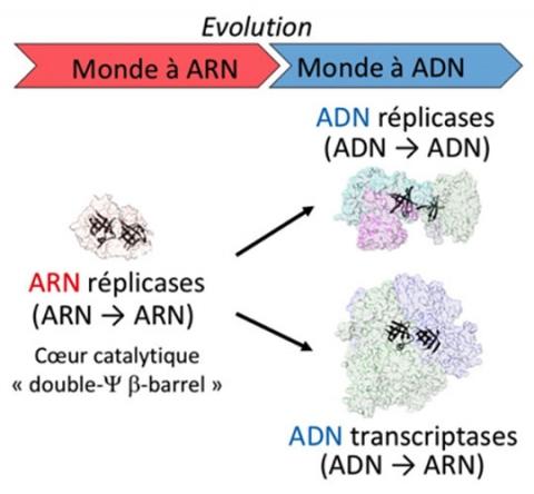 Evolution ARN ADN - Institut Pasteur