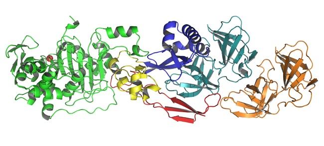 complexe PBP2-MreC - helicobacter pylori - Institut Pasteur