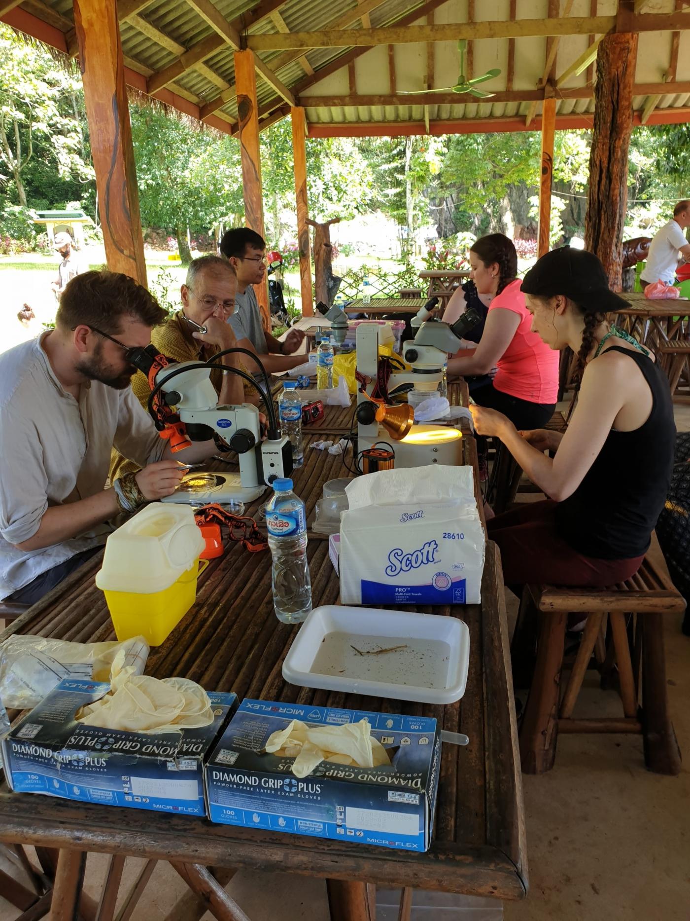 Cours - entomologie médicale - Institut Pasteur - Laos