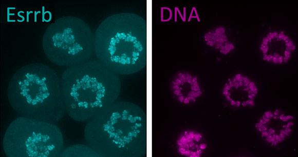 Mitose ADN Esrrb - Institut Pasteur