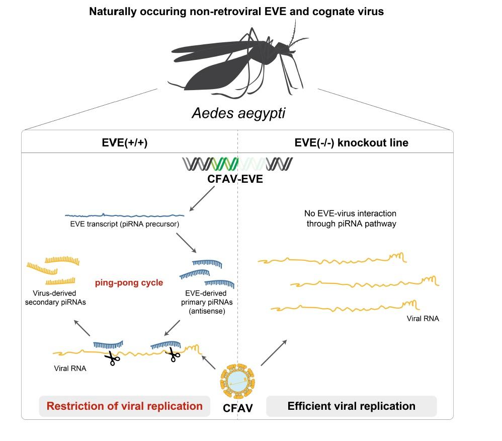 Aedes aegypti - non retroviral EVE - Institut Pasteur