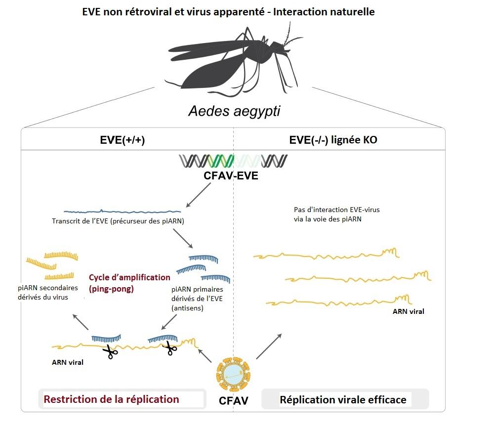 EVE - Aedes aegypti - Institut Pasteur