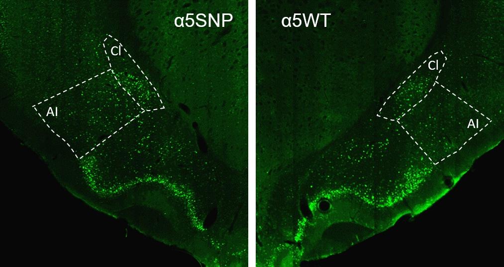 mutation alpha5 - tabac - alcool - Institut Pasteur