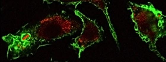 Streptocoque B - macrophage - Institut Pasteur