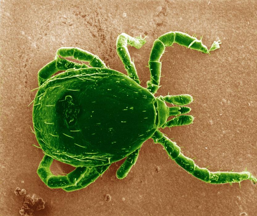 tique - Ixodes ricinus - institut pasteur tique - Ixodes ricinus - institut pasteur