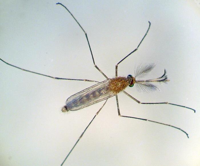 Moustique Culex - Institut Pasteur Moustique Culex - Institut Pasteur