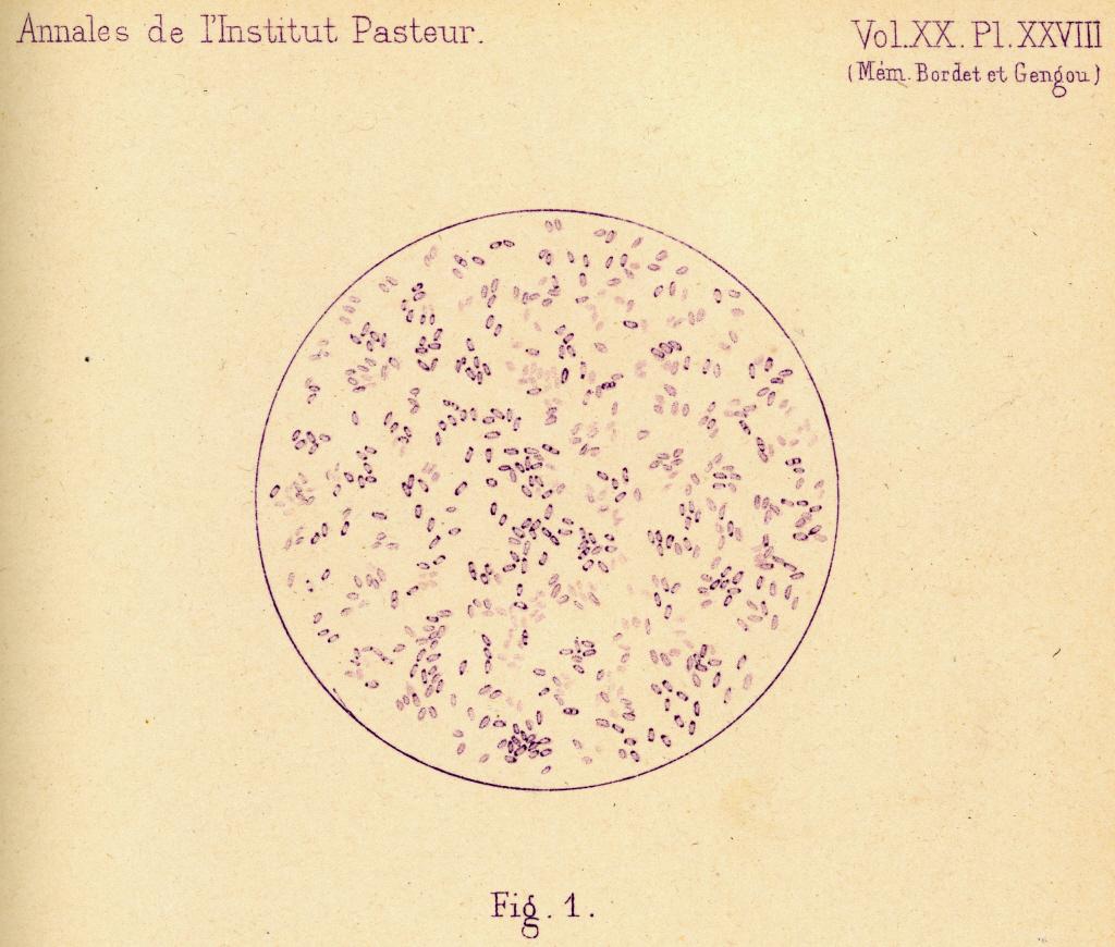 Bordet - Coqueluche - Institut Pasteur