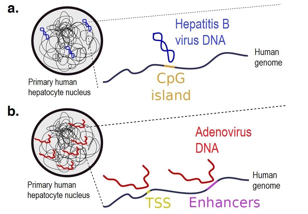 DNA - Hepatitis B - Institut Pasteur