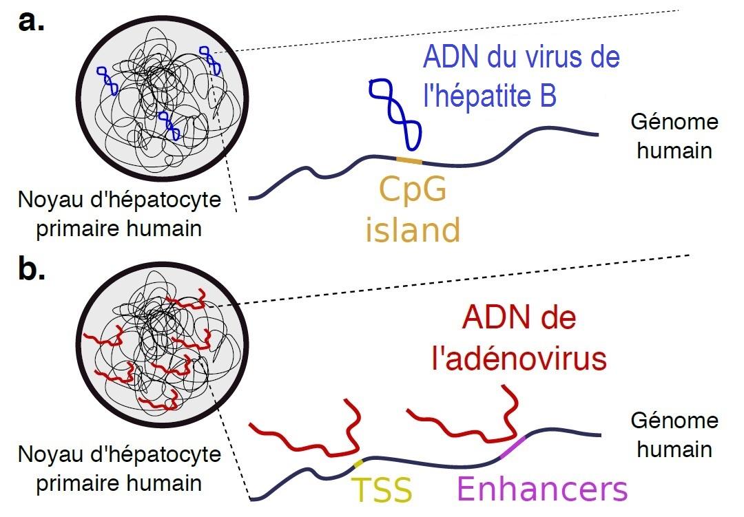 ADN - Hépatite B - Institut Pasteur ADN - Hépatite B - Institut Pasteur