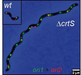 Cholera crtS - Institut Pasteur