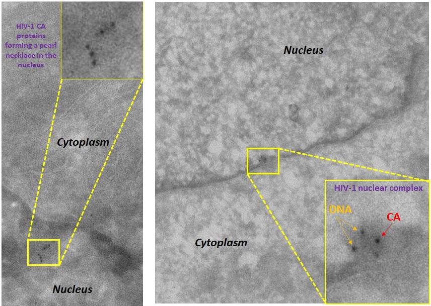 Complexes nucleaires viraux - Institut Pasteur