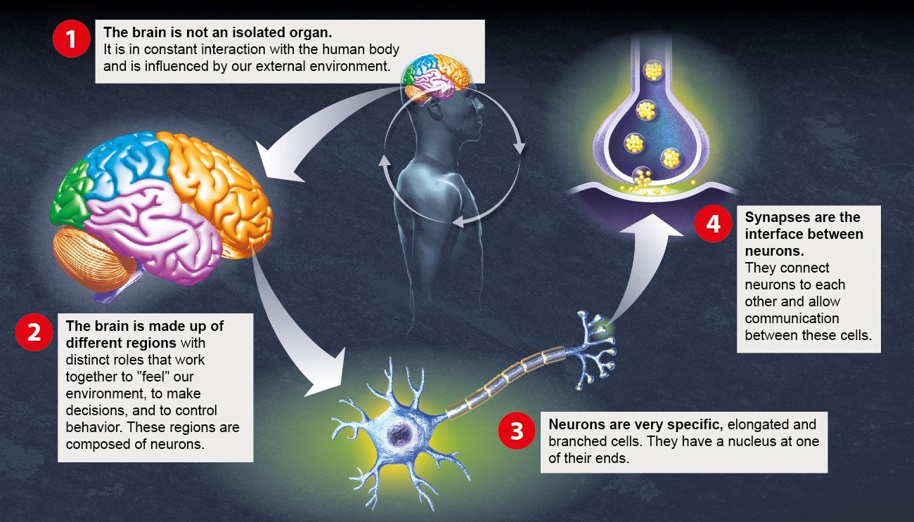 Cerveau - Institut Pasteur