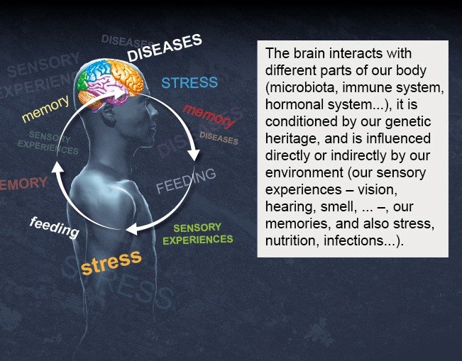 Cerveau - Institut Pasteur