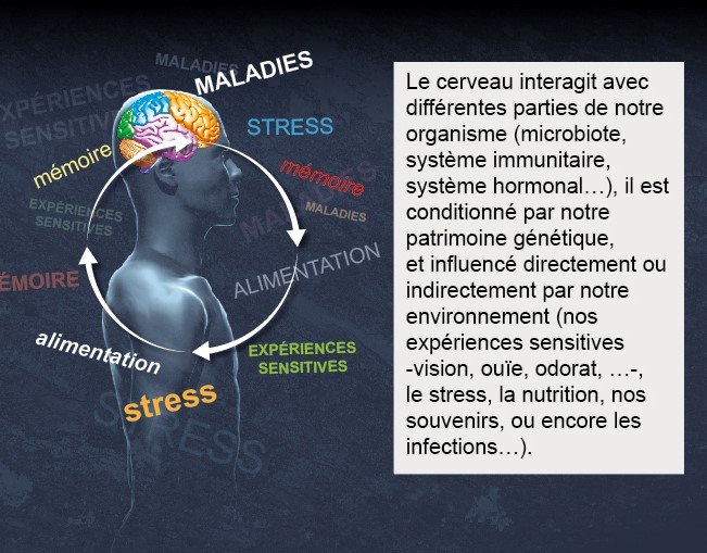 Cerveau - Institut Pasteur