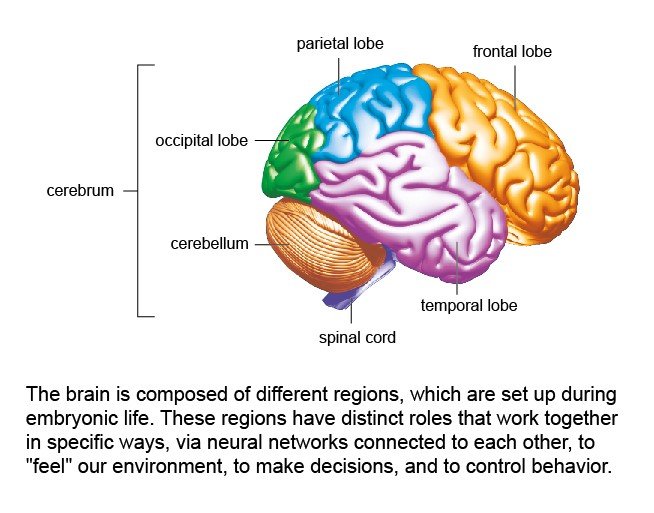 Cerveau - Institut Pasteur