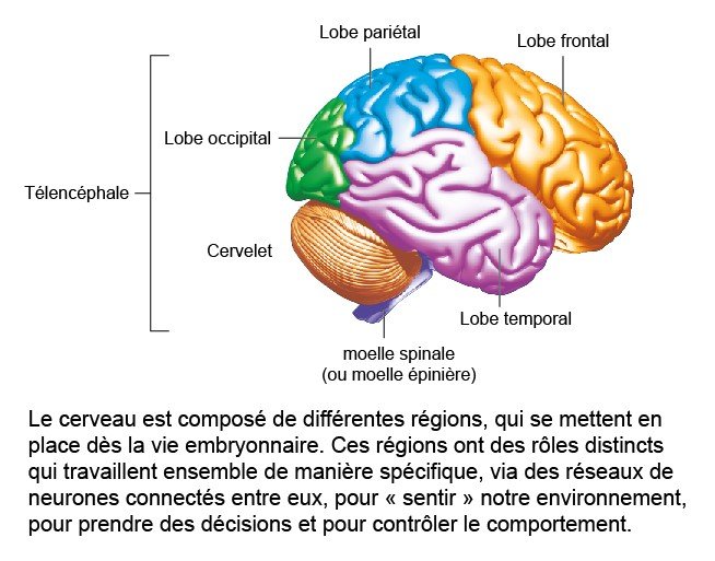Cerveau - Institut Pasteur