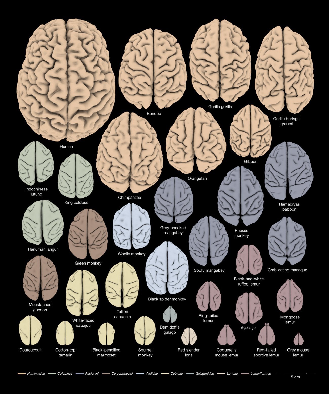 Cerveau - Institut Pasteur