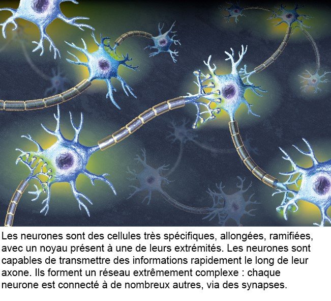 Cerveau - Institut Pasteur